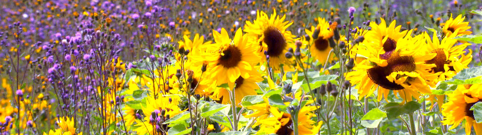 Media Future Team - Making Of des Imagefilms Grüne Energie: Feld mit Sonnenblumen und Kornblumen